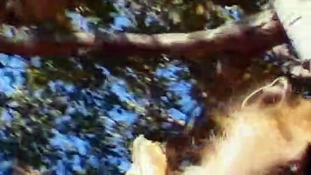 OMG! Mother Gorilla Save Her Baby From Lion But Fail, Lioness Rescue Cub From Wild Dogs, Male Lion