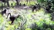 Python Too Aggressive! Gorilla Failed Rescue Deer Escapes Python - Anaconda vs Lion, Crocodile, Rat