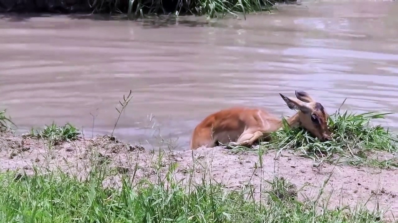 Leopard Really Want To Rescue Baby Impala From Crocodile Hunting Crocodile is King Swamp