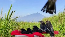 Pacific Swallow (Hirundo tahitica)️❤️