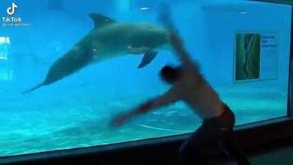 Adam ve yunus balığı birlikte çember yapıyor