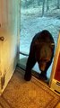 Polite Bear Closes The Door