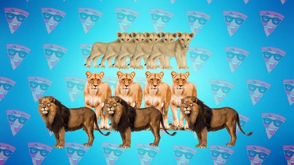 Lioness vs 10 Wild Dogs - Craziest Animal Fights of All Time 2022