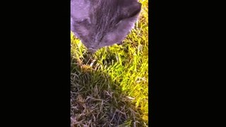 Funny Cat and dogs fails compilation,  try not to laugh