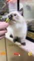 So Sweet Cute Cat Chocolate Eating Time | Amazing Cat Videos | Cute Animals Yt   —
