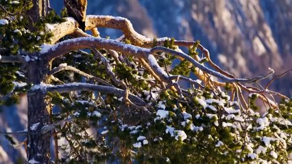 Most Dangerous Bird In The World That Scares Even Wolves