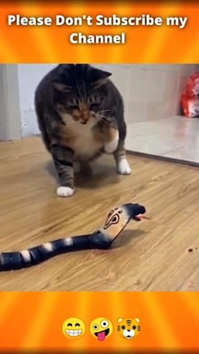 Best Funniest Animals complation funny video 2022