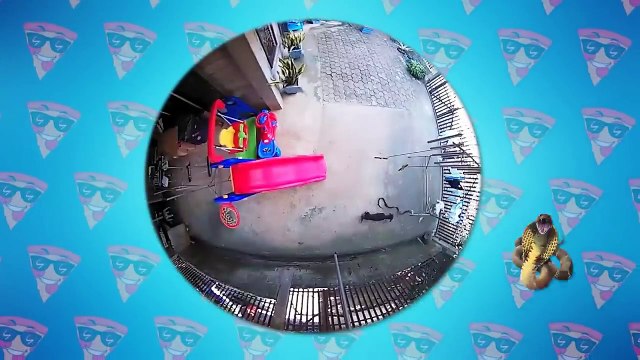 Animal Heroes Who Saved Their Humans