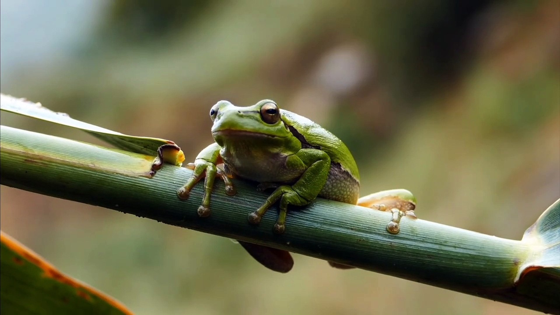 Indian frog 4k video