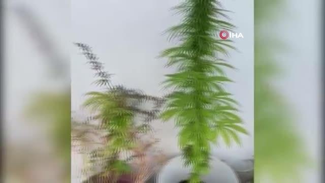 Son dakika haber... Zeytinburnu'nda uyuşturucu operasyonu: Saksıda uyuşturucu yetiştiren 2 kişi yakalandı