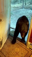 Polite Bear Closes The Door