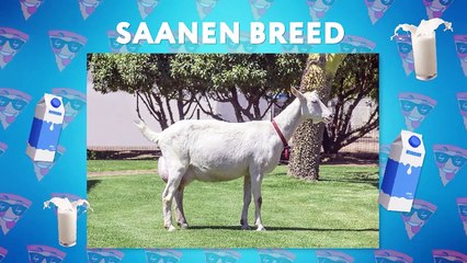 Biggest Cow in The World Gives 150 Liters of Milk a Day