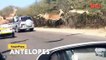 Most Incredible Encounters With Wild Animals on the Road