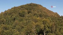 Zonguldak haber | Zonguldak ormanları sonbaharın gelişini karşılıyor
