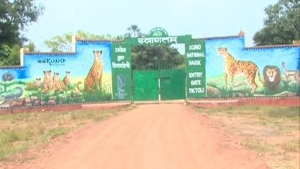 प्रधानमंत्री के स्वागत के लिए तैयार हो रहा है कूनो नेशनल पार्क