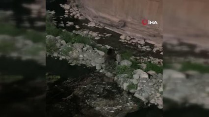 Son dakika haberleri | Kent merkezine inen ayı kameralara yakalandı