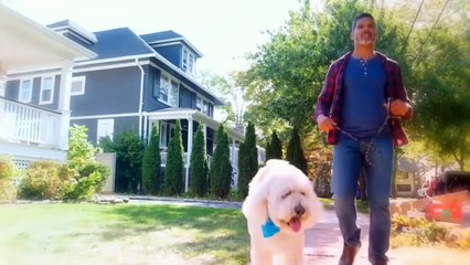 Top 10 Dog Breeds in America