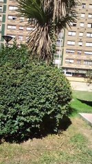 Reggaeton nuevo mía