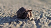 Hermit crab walking on the sand