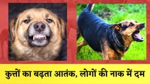 Street Dog कुत्तों का बढ़ता आतंक, लोगों की नाक में दम I Stray Dogs I Dogs