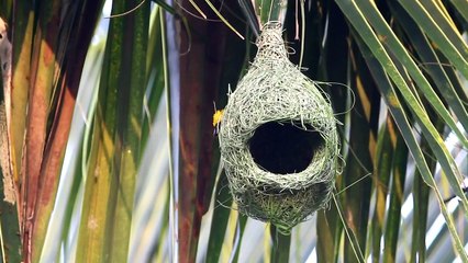 Bird outside a hanging nest