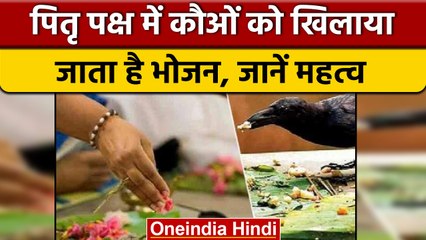 Pitru Paksha 2022: पितृ पक्ष में कौओं को क्यों खिलाया जाता है खाना? | वनइंडिया हिंदी | *News