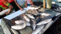 Amazing South Asian Fish Video || Amazing Local Fish Sale Point | Amazing Fish Video