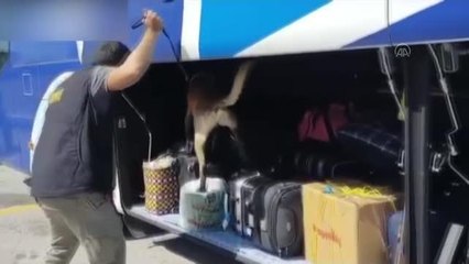 Yolcu otobüsünün bagajında 2,5 kilogram esrar ele geçirildi