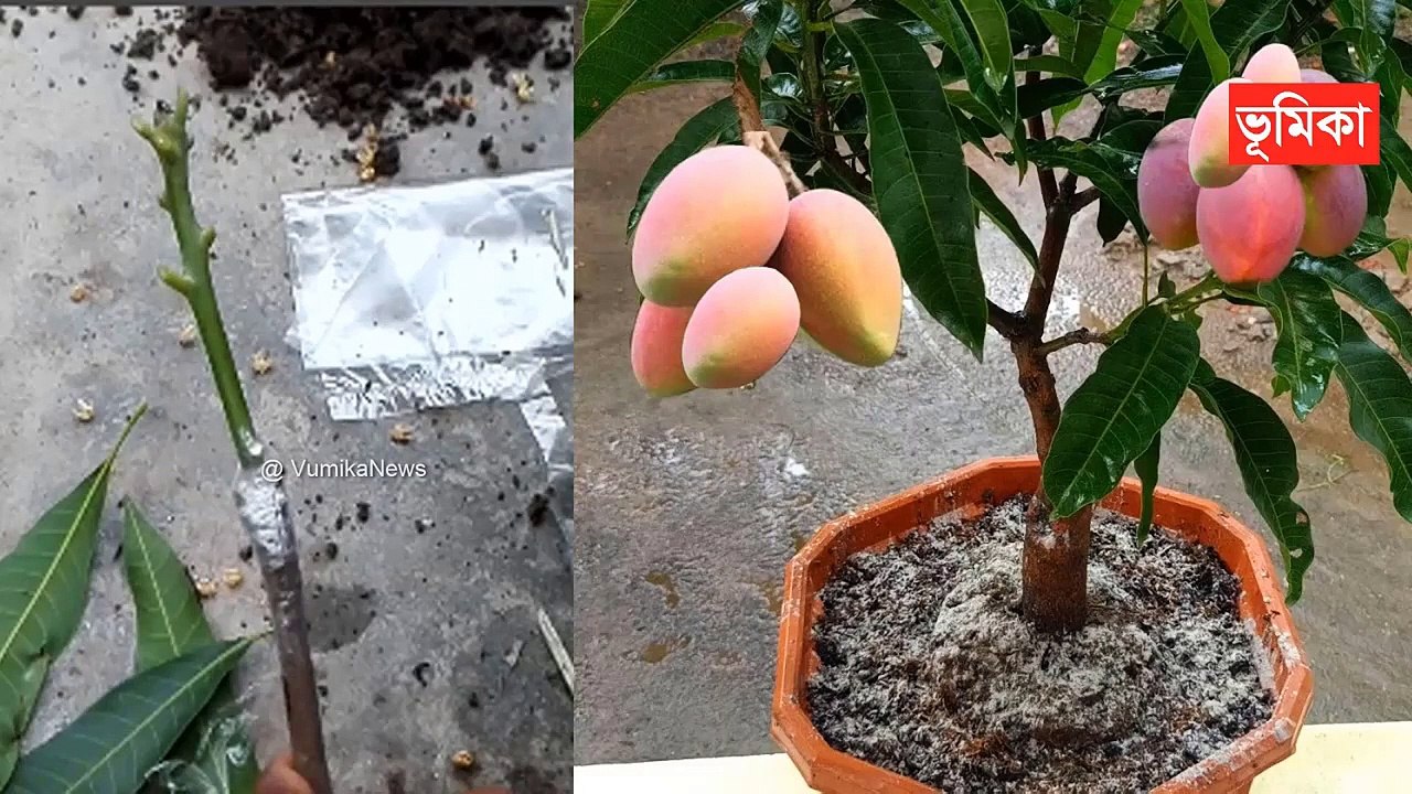 আম গাছে কলম করার পদ্ধতি _ Amazing mango grafting root technique _ Mango grafting _ @Vumika Agro
