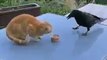2 très bons amis partagent un repas... Chat et corbeau