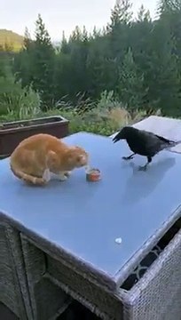 2 très bons amis partagent un repas... Chat et corbeau