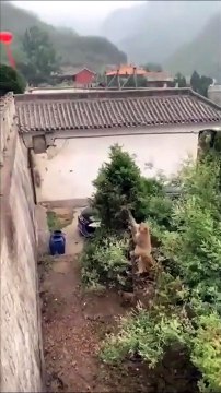 Ce singe est vraiment intelligent