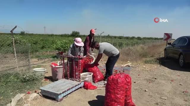 Adana ekonomi haberleri... Adana'da kapya biber hasadı yapıldı