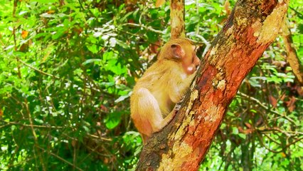 That Was The Beauty Of Baby Rainbow Life With Mom, I Always Miss | Real Primate