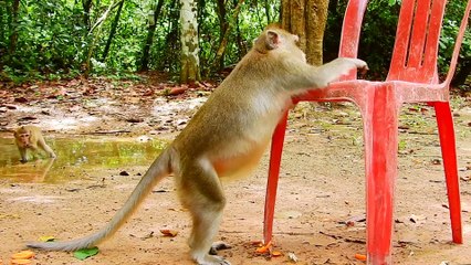 Monkey Lucas & Titan Joined Hand To Play Baby Tyson