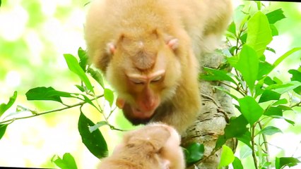 It's Hard For Baby Rainbow To Escape From Kidnapper?