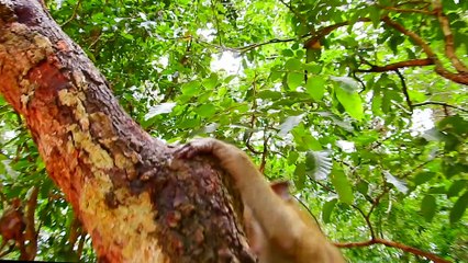 Monkey Lucas & Titan Joined Hand To Play Baby Tyson