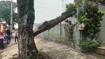Mais uma árvore caída em imóvel é retirada pelo Corpo de Bombeiros