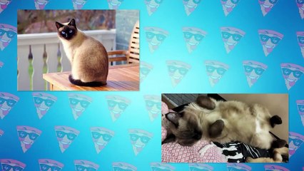 This Cat is 100 Times More Dangerous Than Dog