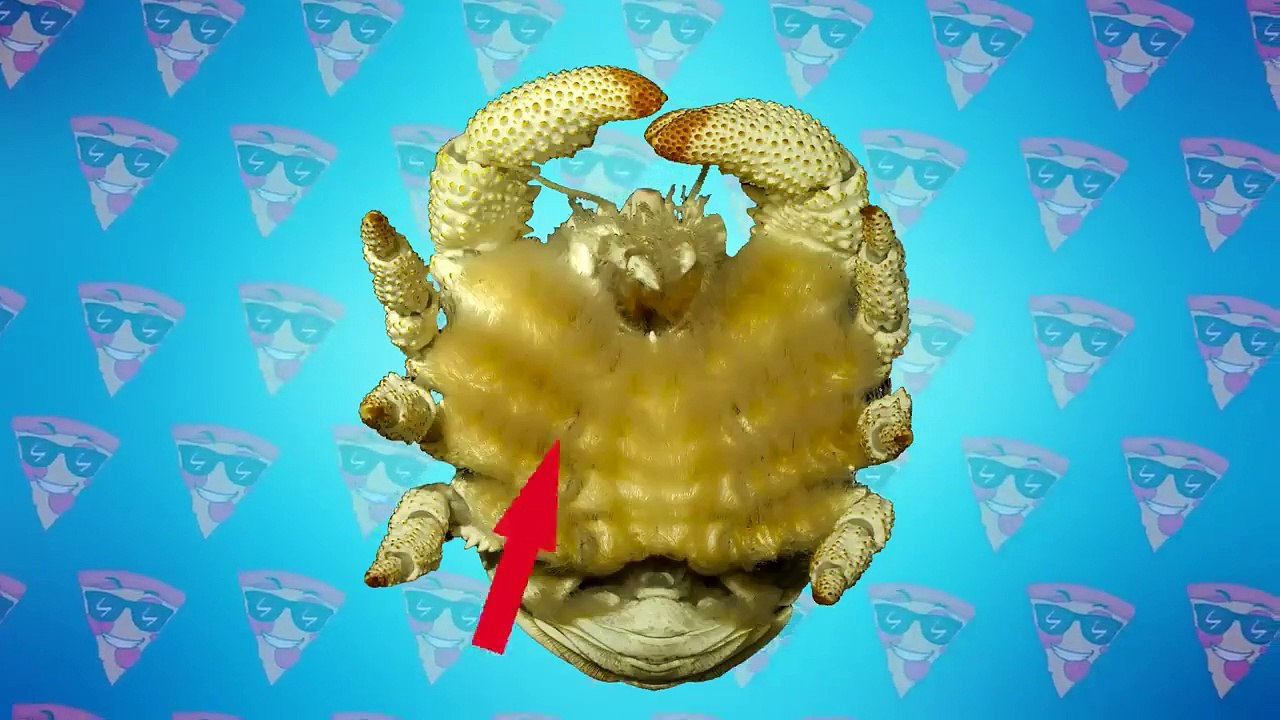 Scientists Discovered Unsettling Creature Living Under Antarctic Ice