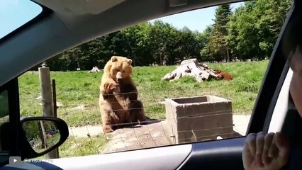 Moments of Animal Genius That Will Amaze You