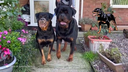 Worlds Most Dangerous Dogs - They Are Not Afraid of Anyone!