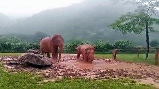 Elephant_Nature_Park_•_1_Sep_2022(360p)