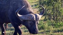 Crazy Buffalo Attacks Caught On Camera