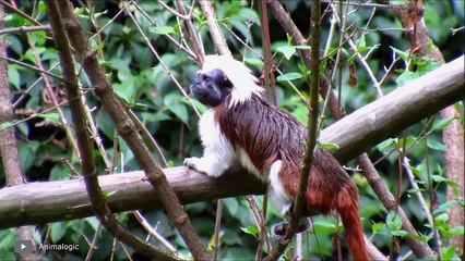 Lions Made a Trap! Crazy Animal Fights Caught on Camera
