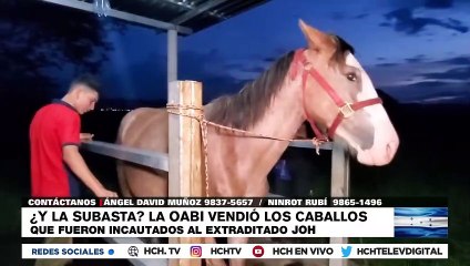 "Compra fue legal, los caballos están en mi finca pero son de mi hermano", aclara el diputado Víctor Romero