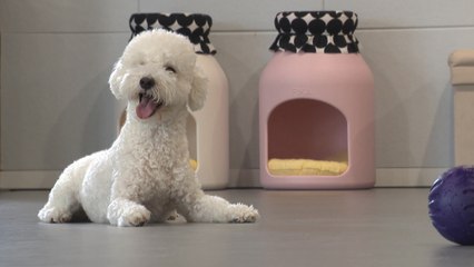 다시 특수 누리는 애견호텔...지자체 시설도 인기 / YTN