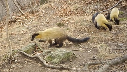 "건강하게 잘 살고 있어요"...담비·삵 희귀 활동 포착 / YTN