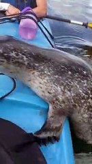Baby Seal Visits Kayakers