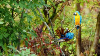 Amazon Wildlife In 4K RELAXING VIDEOS